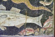 Marine Fauna Mosaic